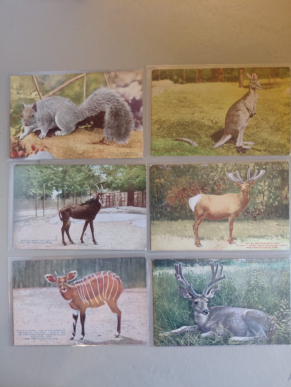 New York Zoological Park Vintage Animal Postcard Set - Kangaroo Sable Antelope